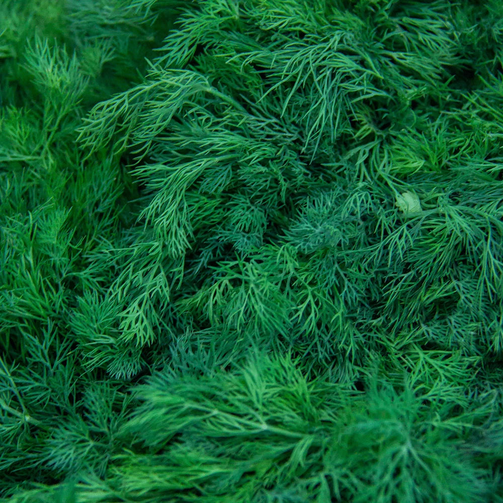 Koperek pęczek szt.