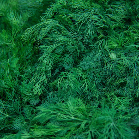 Koperek pęczek szt.